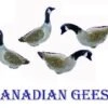 HO Scale GEESE Canadian Geese 4 Pack Unpainted Details -LGB shop GeeseHOPic1