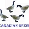 O Scale GEESE Canadian Geese 4 Pack Unpainted Details -LGB shop GeesePic1