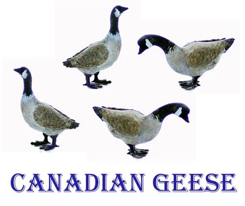 O Scale GEESE Canadian Geese 4 Pack Unpainted Details 3 O Scale GEESE Canadian Geese 4 Pack Unpainted Details